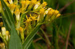 Canada goldenrod